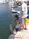 Show Picture Full Size